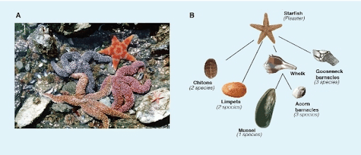 Indirect Interactions Among Species
