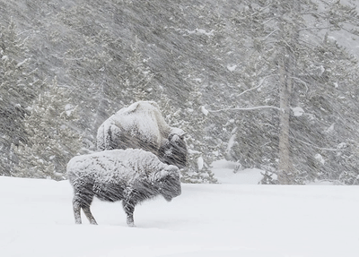 Blizzard