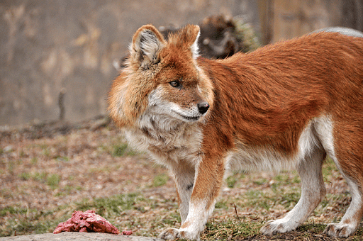 Enndangered Asiatic Wild Dog