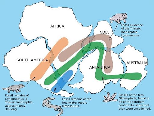 Fossils remains across different continents supporting continental drift theory