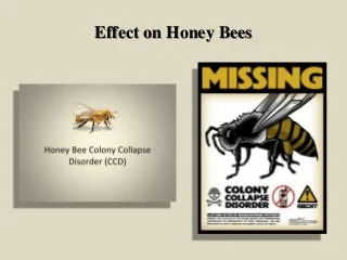 Impact on Honey Bees