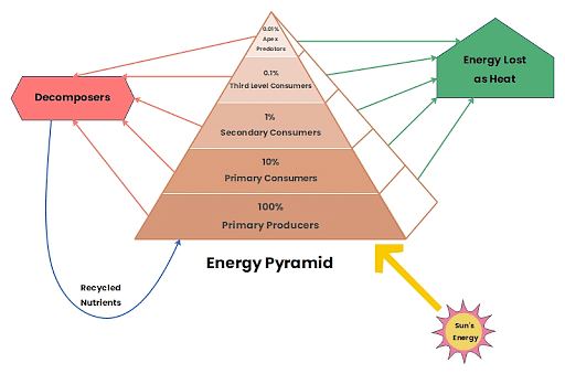 The Role of Decomposers in the Energy Pyramid