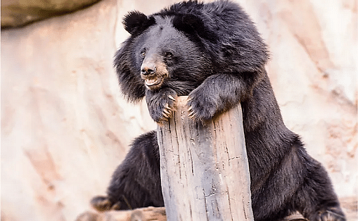 Vulnearable Himalayan Black Bear
