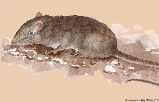 The Large Rock Cat