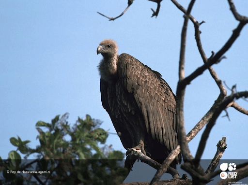 White-backed Vulture