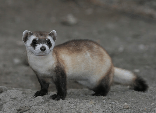 Endangered Black-footed Ferret