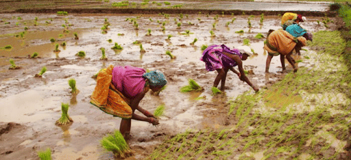 Koraput Traditional Agriculture