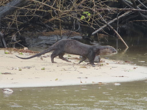 Endangered Otter in an Estuary