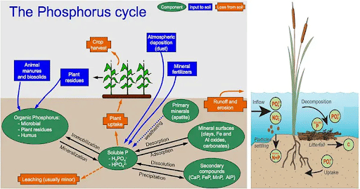 Steps Involved In Phosphorus Cycle