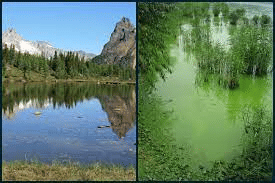 Eutrophic lake