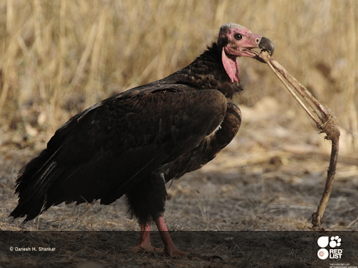 Red-headed Vulture