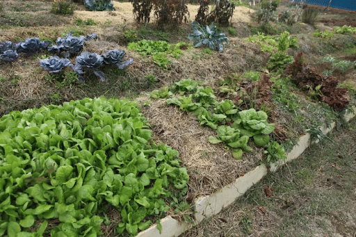 Synergistic Cropping