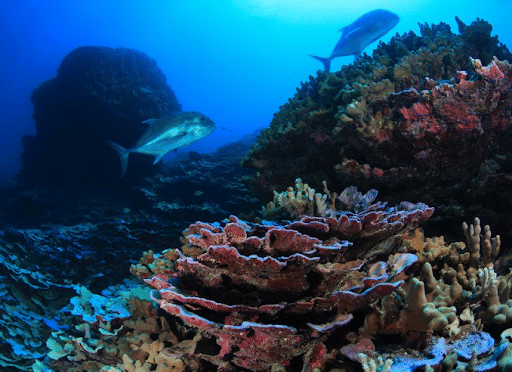 Cold Water Corals