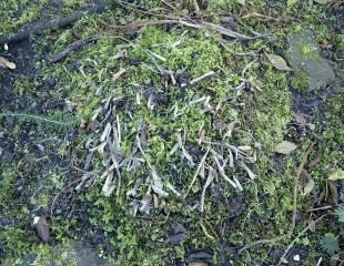 Herbaceous Perennial Hosta