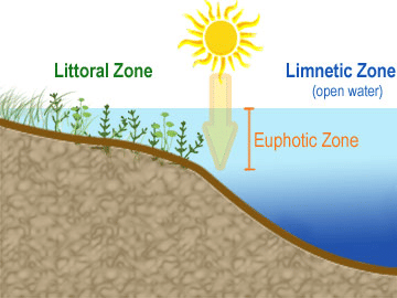 Transparency of Various Aquatic Zones