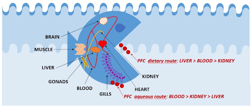 Bioaccumulation of Xenobiotics