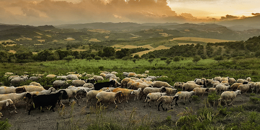 Cell Grazing