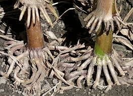 Adventitious Roots