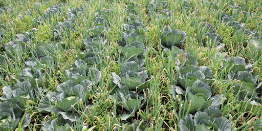 Intercropping and Companion Farming