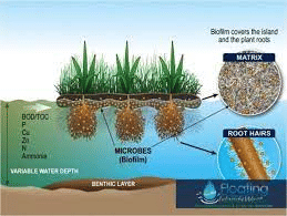 Floating treatment Wetlands