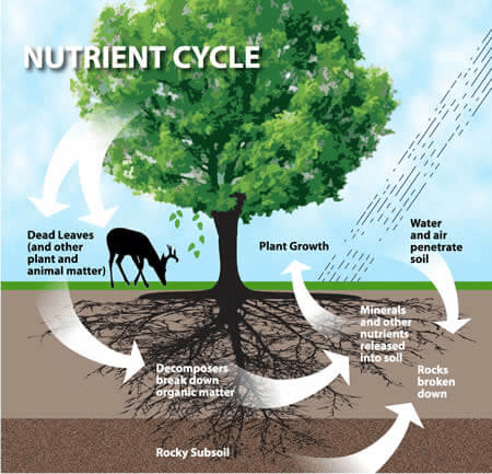 Nutrient Cycle