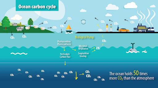 Oceanic Carbon Cycle