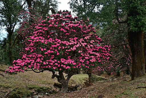 Critically Endangered Himalayan Rhododendron