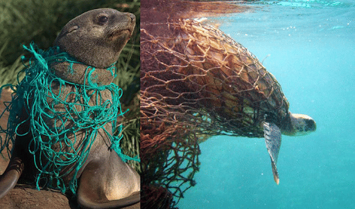 A Seal and a Turtle Entangled in Plastic Nets
