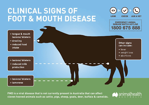 Foot and Mouth Disease in Cattle