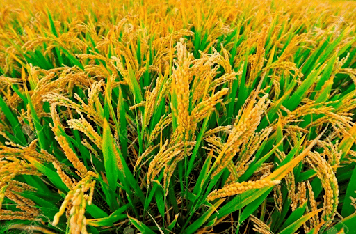 Kharif crop - Rice