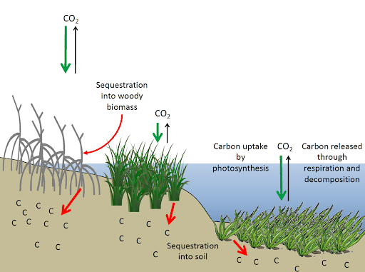 Ecosystem Services Provided by Coastal Wetlands
