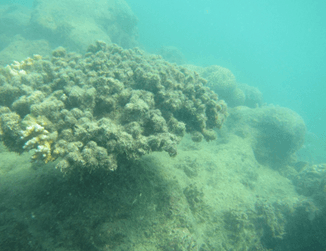 Sedimented Coral Reefs