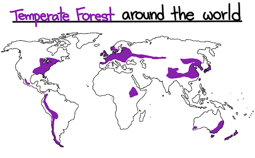 Distribution of Temperate Evergreen Forest