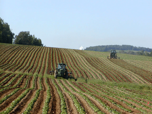 A monoculture field