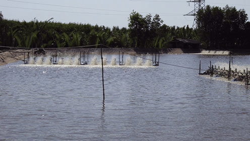 Shrimp Ponds