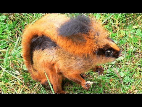 Namdapha Flying Squirrel