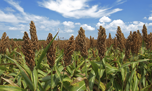 Sweet sorghum