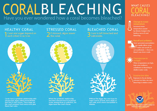 Coral Bleaching