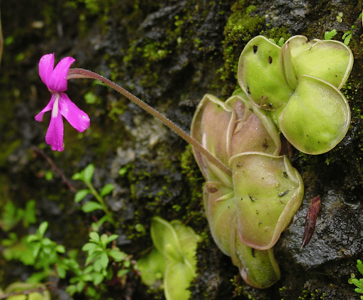 Pinguicula or Butterwort