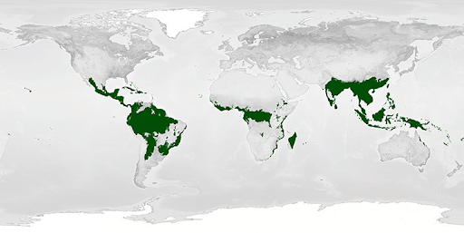 Distribution of Tropical Rain Forests