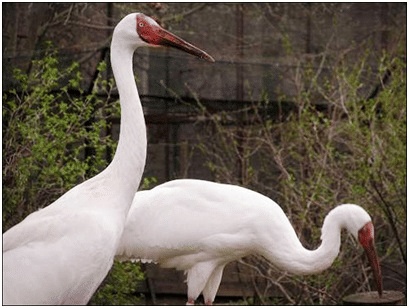 Siberian Crane