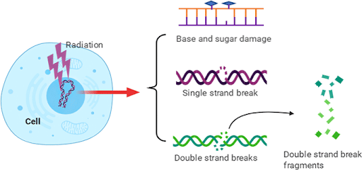 Radiation-Induced Genetic Mutations
