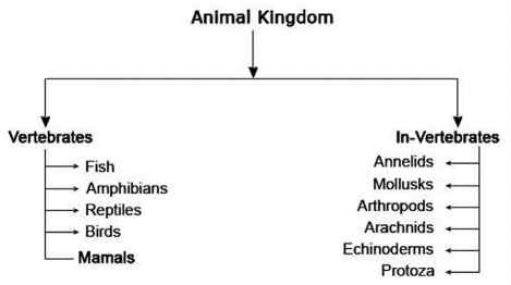 Classification of Fauna
