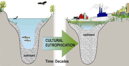 Cultural Eutrophication