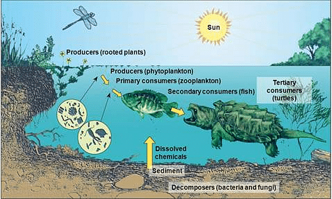 Micro Consumers - Saprotrophs (Decomposers or Osmotrophs) - Environment ...