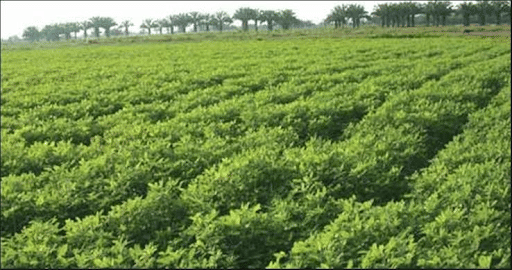 Groundnut