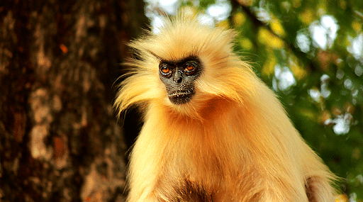 Endemic Golden Langur