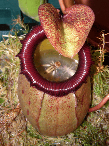 An Insect Trapped in Nepenthes