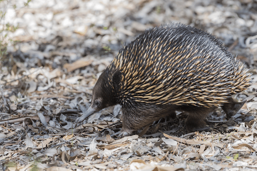 Echidnas