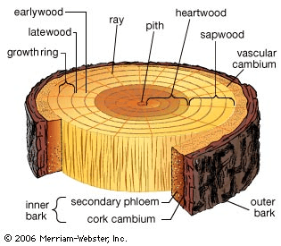 Parts of Trunk of a Tree